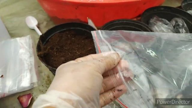 ЛИЛИИ,от А́ до ЯПОСАДКА,ПОДГОТОВКА ЛУКОВИЦ,ДЕЛЕНИЕ,РАЗМНОЖЕНИЕ смотреть онлайн