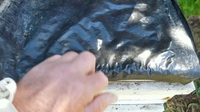 27 мая фацелия зацвела смотреть онлайн