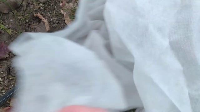 ? Укрываю киви из семян на зиму. Теплица. смотреть онлайн