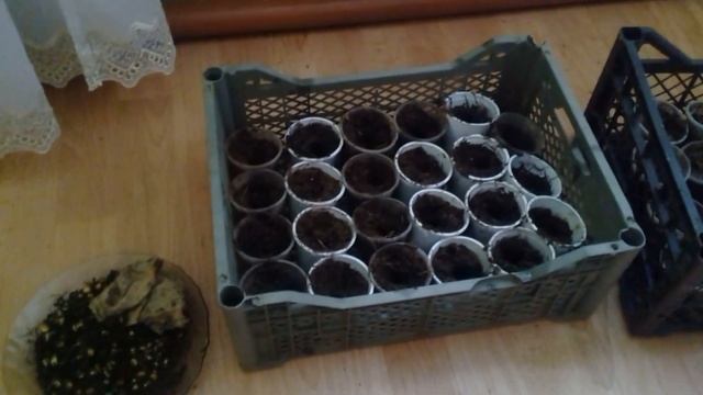 выращиваем кукурузу в якутии смотреть онлайн