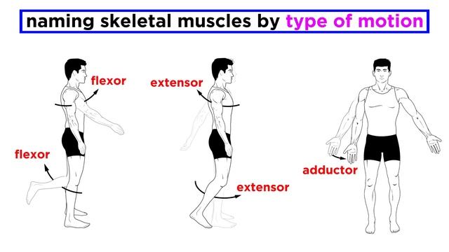The Muscular System