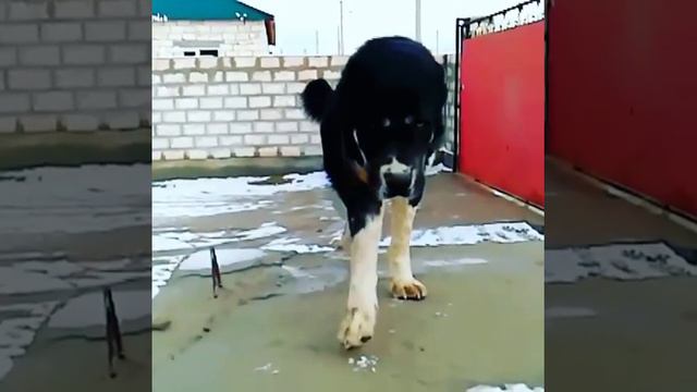 Щенок Алабай 8 месяцев смотреть онлайн