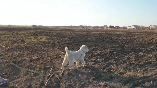 Выпускник питомника Тимерташ Буслай (Украина) 3 месяца сын Вивы и Хазара Вопросы по +79048881825 v смотреть онлайн