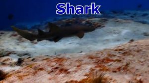 Sea Animals and Zoo Animals For Kids - Learn Animal Names - Dolphin Whale Crocodile