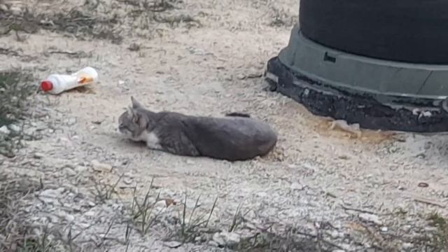 кашара VS кашары смотреть онлайн