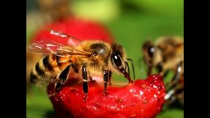 Музыка в детском саду. Младшая группа. Жук, жук, пожужжи!