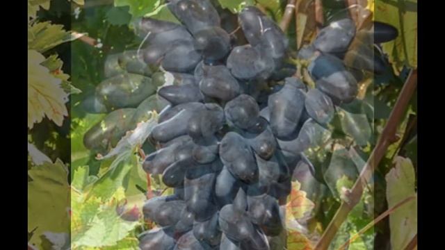 Grapes saplings in ОДЕССКИЙ СУВЕНИР смотреть онлайн