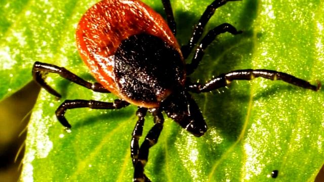 Клещ - интересные факты смотреть онлайн