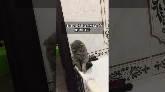ПОЧЕМУ КОТ ХОДИТ В ТУАЛЕТ ЗА ХОЗЯИНОМ? смотреть онлайн