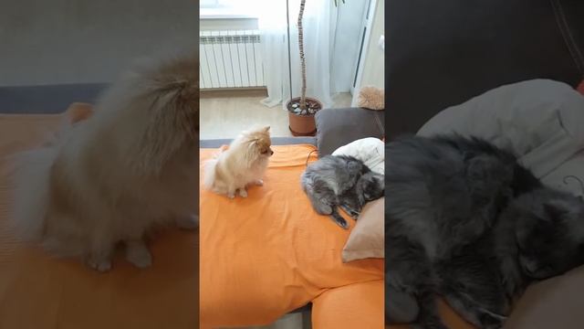 Шпиц Бася зовет кота играть!