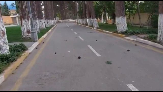 Ночной Баку ,Едем домой,Прогуляйся в сосновом парке октябрь 2021 смотреть онлайн