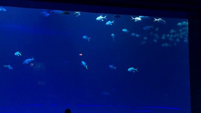 Косяк обитателей Приморский Океанариум Остров Русский Владивосток Primorskiy Oceanarium Vladivostok смотреть онлайн