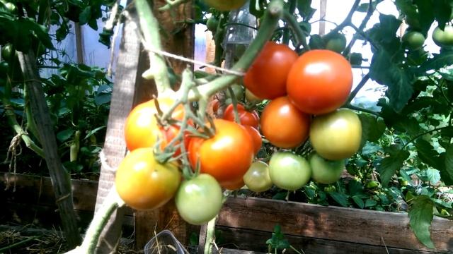 Что такое Природное земледелие. смотреть онлайн