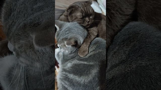 ТЫ один не умывался,.. и грязнулею остался.... смотреть онлайн