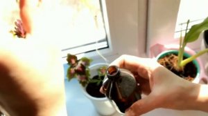 Крапивка Простое неприхотливое, но яркое растение, размножение , уход