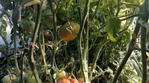 Томатный гном ЖАР ПТИЦА