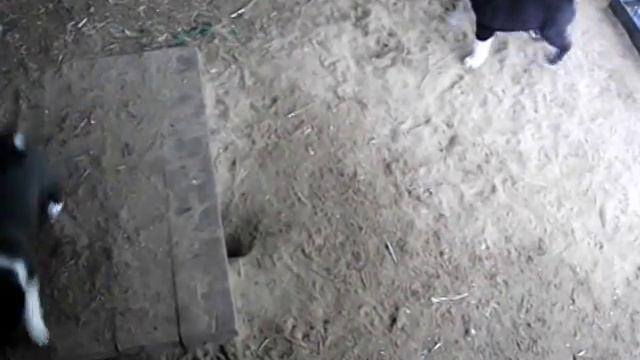 Щенячьи бои без правил смотреть онлайн