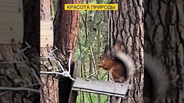 ? Скоро встречаем осень! Белочки говорят: «Пора делать запасы!» смотреть онлайн