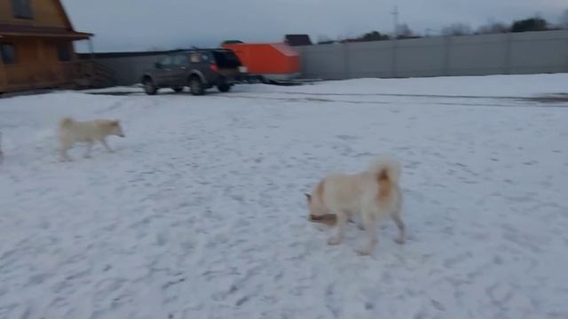 Везу кашу и вкусняшки/Лайки ждут/