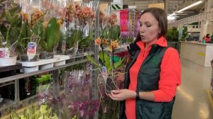 Большая поставка комнатных цветов и растений в Гринвилль! Новинки и акции приятно удивляют!