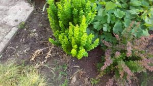 Барбарис Тунберга. Омолаживающая обрезка.