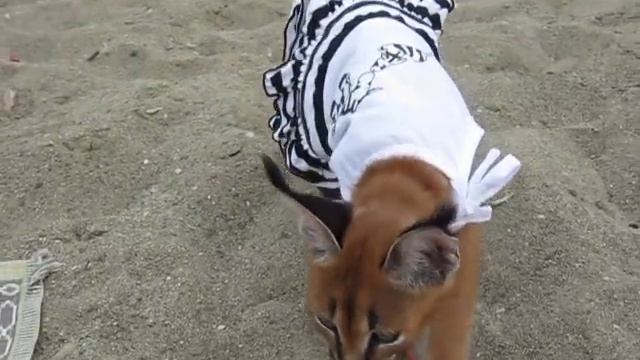 Модница смотреть онлайн