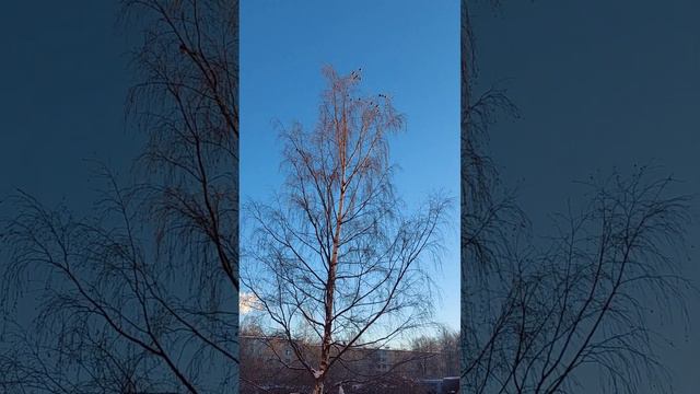 Галдят прилетевшие стаей свиристели. 7 февраля 2024 г. смотреть онлайн