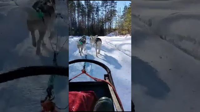 Snow, Peace And Dogs