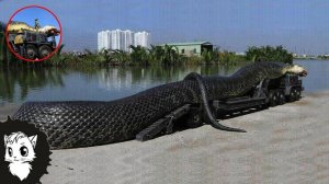 7 САМЫХ ГИГАНТСКИХ ЗМЕЙ ИЗ КОГДА-ЛИБО НАЙДЕННЫХ [Белый кот]