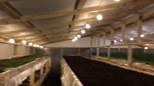 Посадка укропа. Новые оптовики. Хороший рост щавеля и шпината.