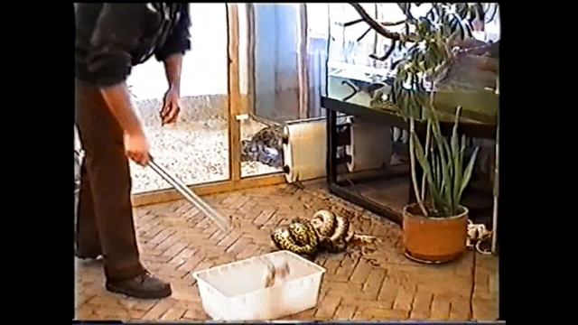 Чем кормят змей.Нескучная жизнь. смотреть онлайн