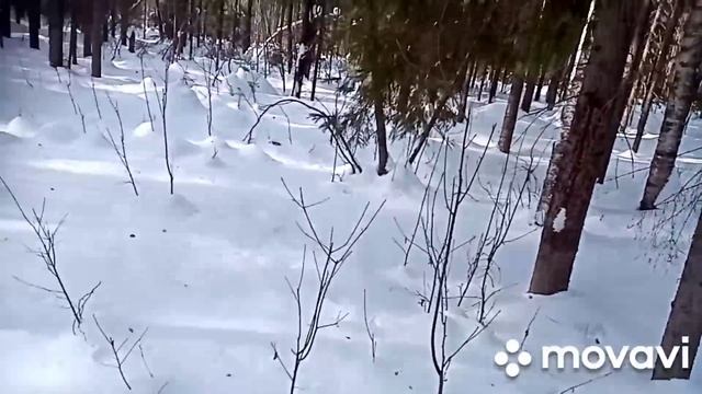 Охота на волка март 2021. Взгляд из загона.Часть 1./Wolf hunting. March 2021. смотреть онлайн