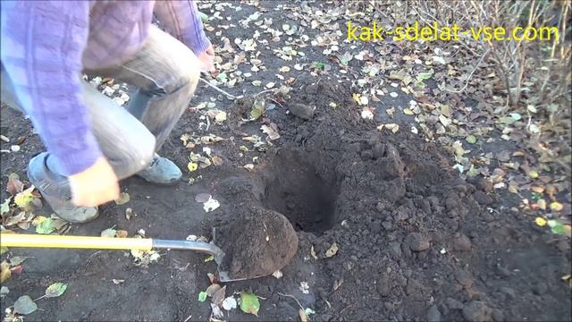 Посадка малины. Летней и ремонтантной, весной и осенью. смотреть онлайн