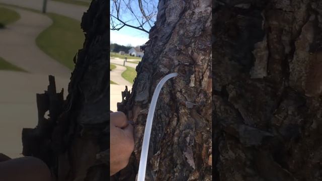 Грибы: архитекторы биологических систем