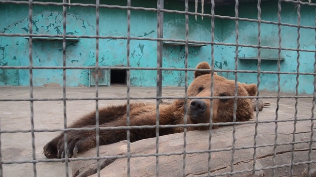 Еще немножко о бурых медведях ! смотреть онлайн