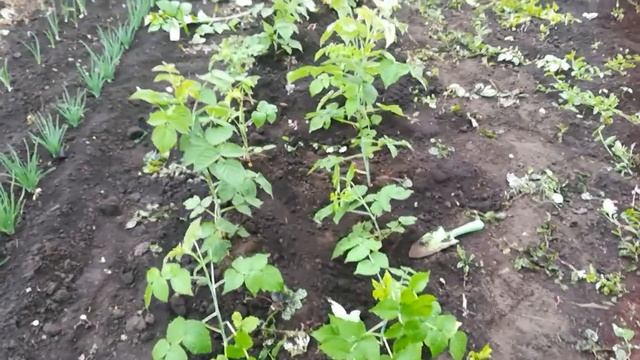 Посадка малины в июне,без затрат. Как я это делаю. смотреть онлайн