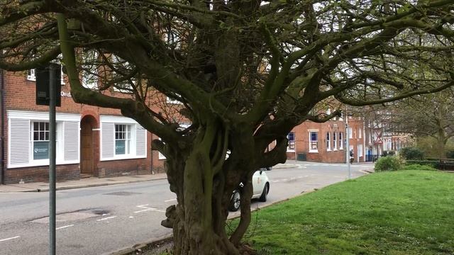 Persian ironwood (Parrotia persica) - trunk - April 2018 смотреть онлайн