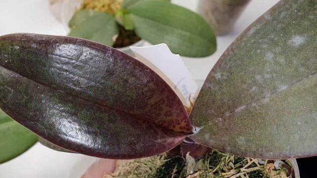 Как быстро подрастают орхидеи "азиатские малыши" в размере 1.7 🥳 ПОПУГАЙ ВОВСЕ НЕ ПОПУГАЙ смотреть онлайн