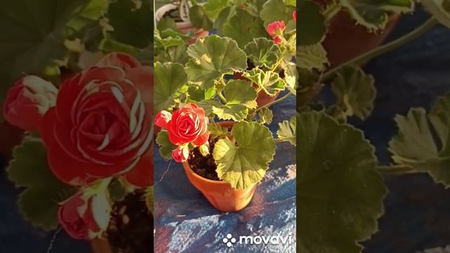 ПЕЛАРГОНИИ РАННИМ УТРОМ)) // ВАЦАП ДЛЯ ЗАКАЗА 8-915-245-81-59 ПИСЬМЕННО