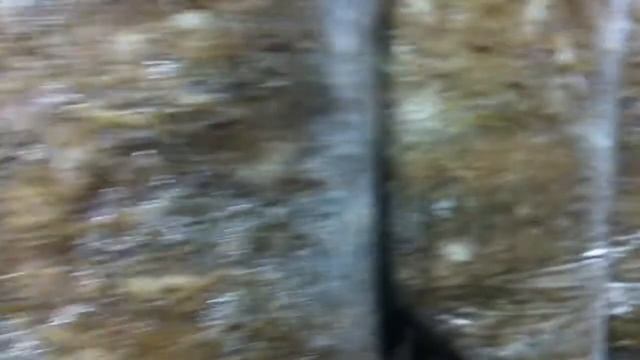 ВЕШЕНКА Инкубация мицелия день # 5 / OYSTER germination mycelium Day #5 смотреть онлайн