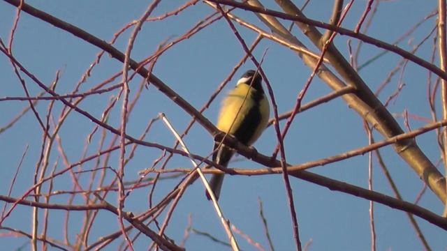 Синица поёт весной. Птицы в пригороде Новосибирска.