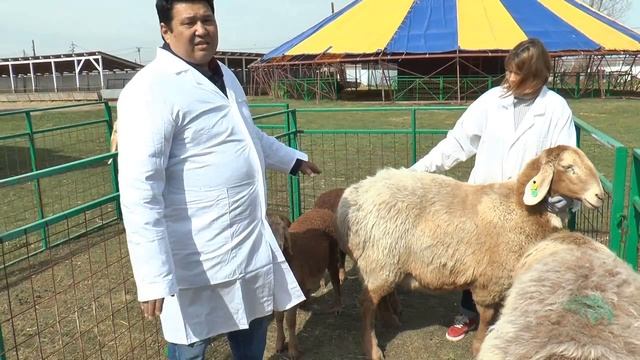 Sheep breed Порода овец Гиссар смотреть онлайн