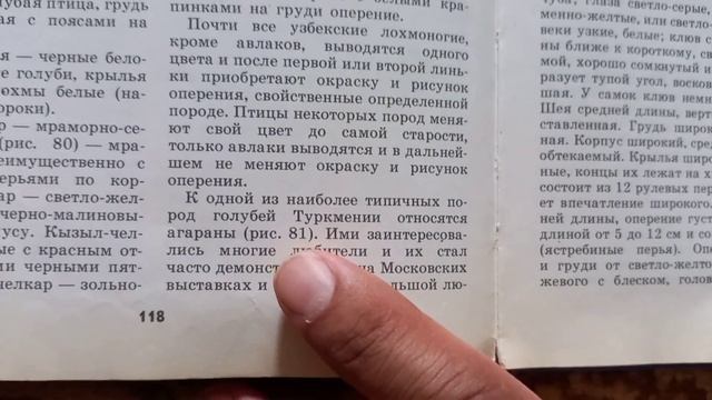 Споры о породах голубей. Алматинская и Гурьевская порода голубей. Откуда они взялись? смотреть онлайн