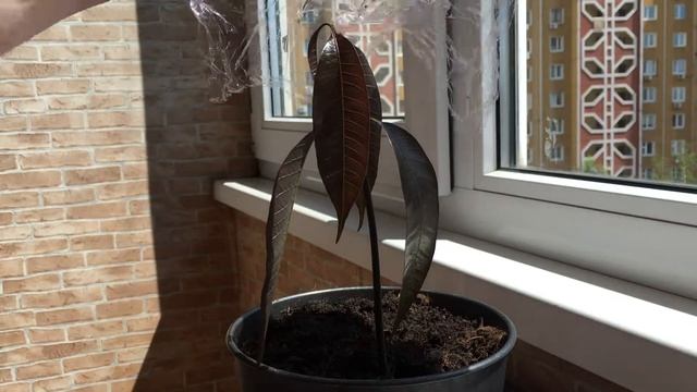 Как вырастить манго у себя дома (из косточки) смотреть онлайн