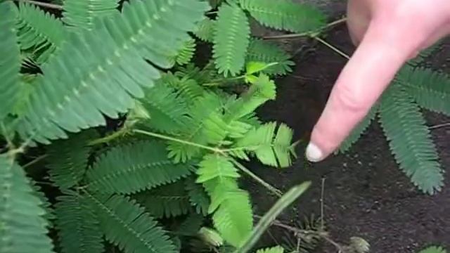 Mimosa Pudica