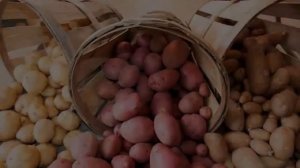 Картофель На Посадку Лучшие Сорта