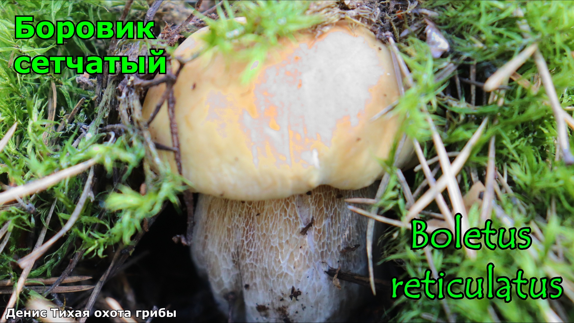 Белый гриб дубовый или боровик сетчатый | Boletus reticulatus смотреть онлайн