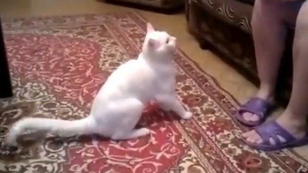 Wild Cat. Бешенный кот нападает на хозяйку. 2017