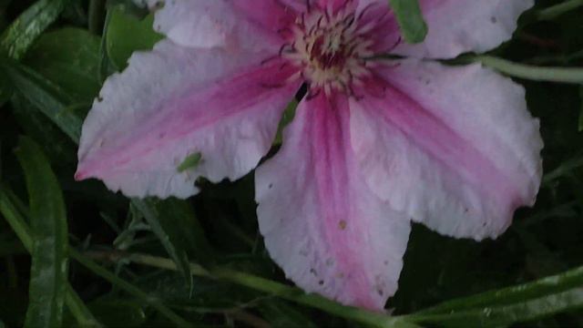 Clématite 'Clematis' 'Pink Lady' Le rose qui repose смотреть онлайн