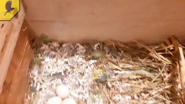 Вот как выглядят яйца попугая неразлучника смотреть онлайн